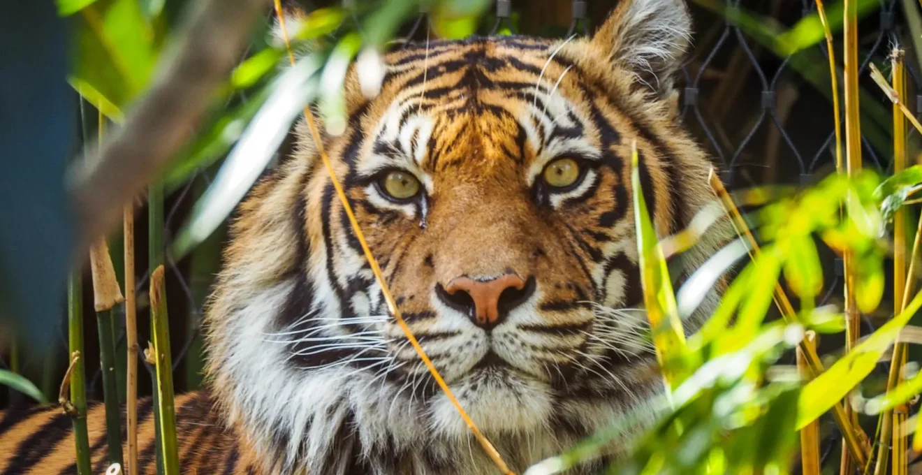 zoo autour de lyon.png